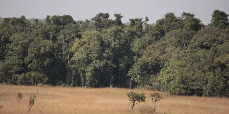 florestas de angola