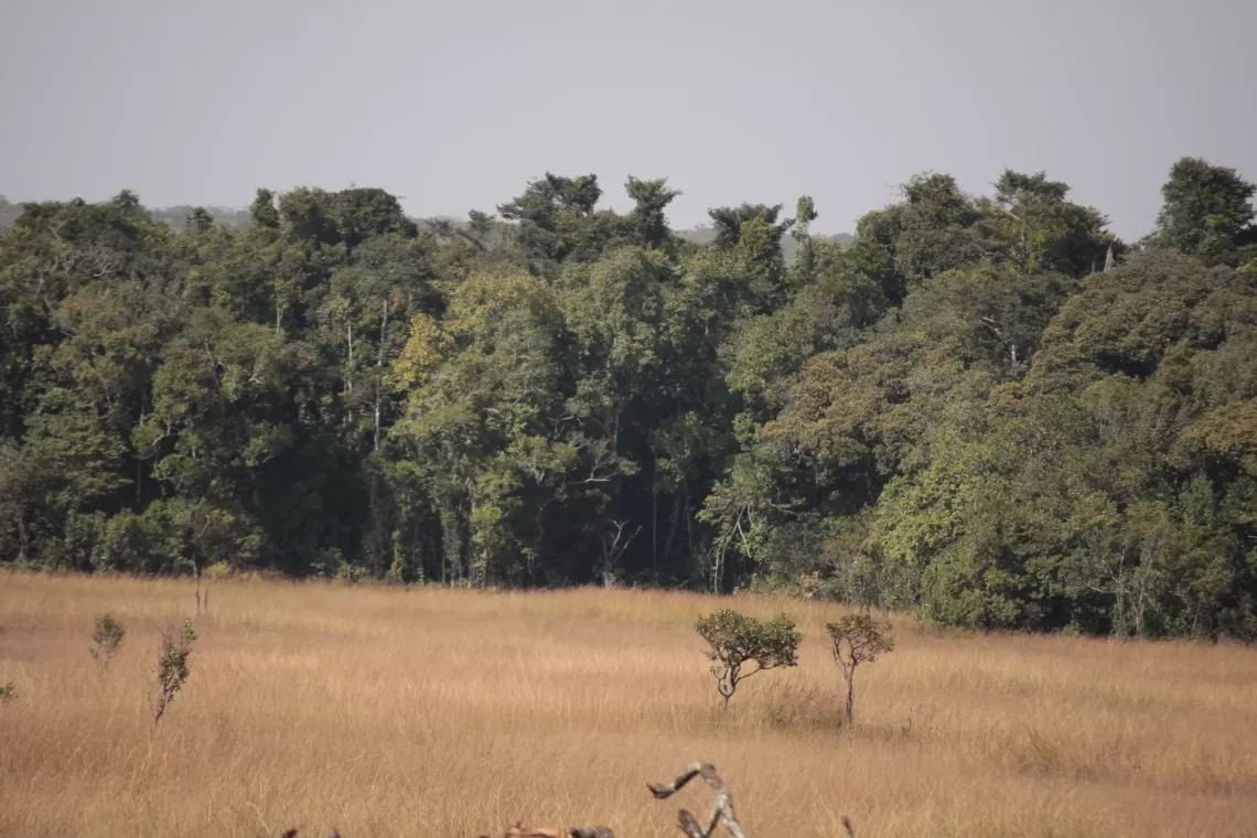 florestas de angola