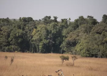 florestas de angola