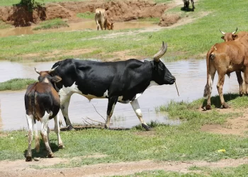 Gado Boi Vaca Reportagem Sobre Seca