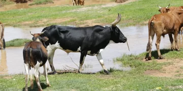 Gado Boi Vaca Reportagem Sobre Seca