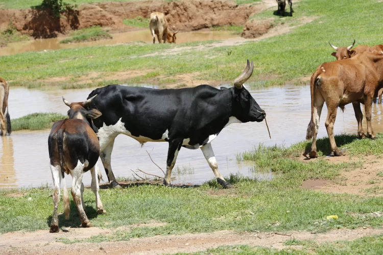 Gado Boi Vaca Reportagem Sobre Seca