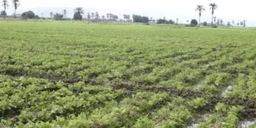 Dombe Grande prevê colher mais de 14 mil toneladas de feijão dentro de duas semanas